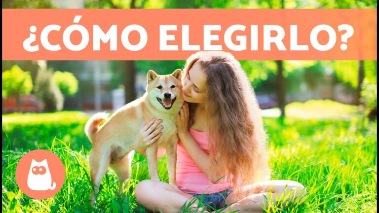 Eligiendo la Mascota Ideal: Consejos Clave para la Adopci&oacute;n