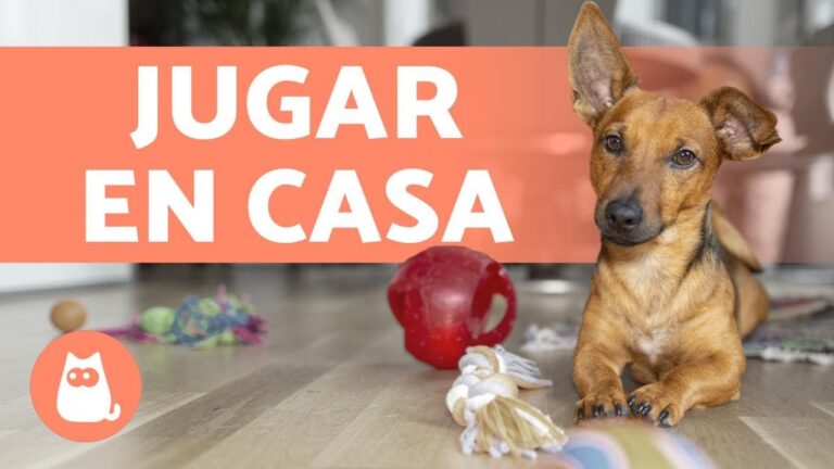 Consejos Esenciales para la Adopci&oacute;n de Animales y su Espacio de Entretenimiento