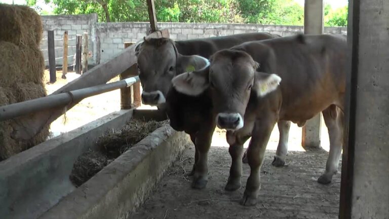 Mejora Gen&eacute;tica en la Cr&iacute;a de Animales de Granja
