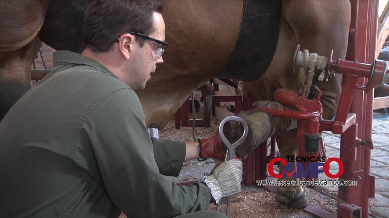 Soluciones Efectivas para Problemas en las Pezu&ntilde;as en Veterinaria