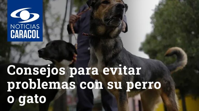 Aspectos Clave para la Adopci&oacute;n de Mascotas