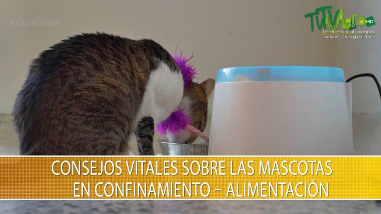 Estrategias Efectivas para el Control de Peso en Mascotas