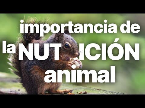La importancia de la nutrici&oacute;n animal en el control del az&uacute;car