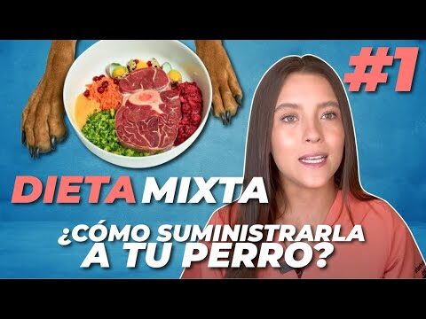 Beneficios de una Dieta Equilibrada para Perros