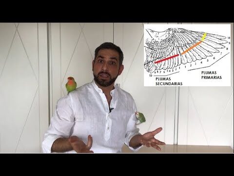 T&eacute;cnicas Efectivas para el Corte de Plumas en Aves Dom&eacute;sticas