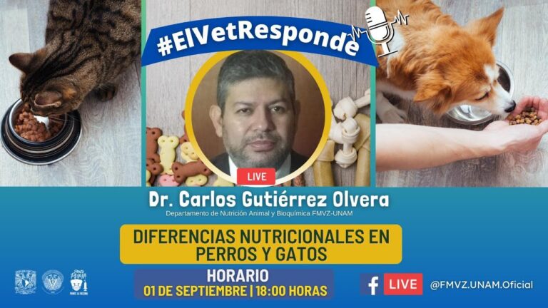 Cuidados Nutricionales Esenciales para Perros en Todas las Etapas de Vida