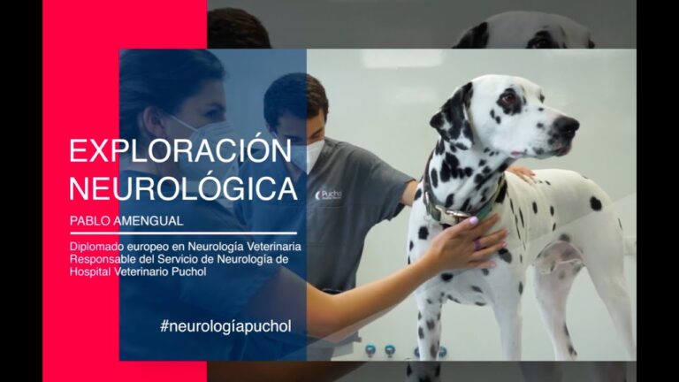 Rehabilitaci&oacute;n Neurol&oacute;gica en Medicina Veterinaria: Enfoques y Avances