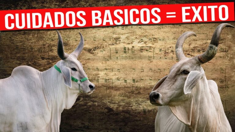 Beneficios de la dieta veterinaria para una hidrataci&oacute;n &oacute;ptima