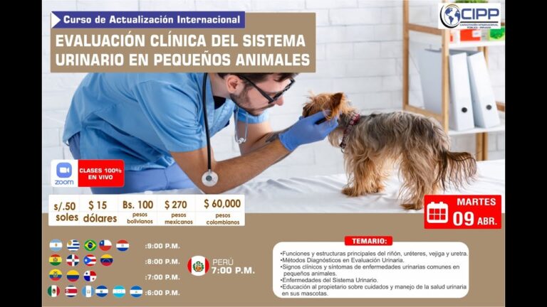 Cuidado Integral en Medicina Interna Veterinaria