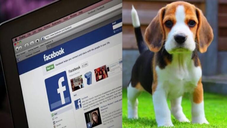 Acupuntura Veterinaria: Soluci&oacute;n Natural para tu Mascota