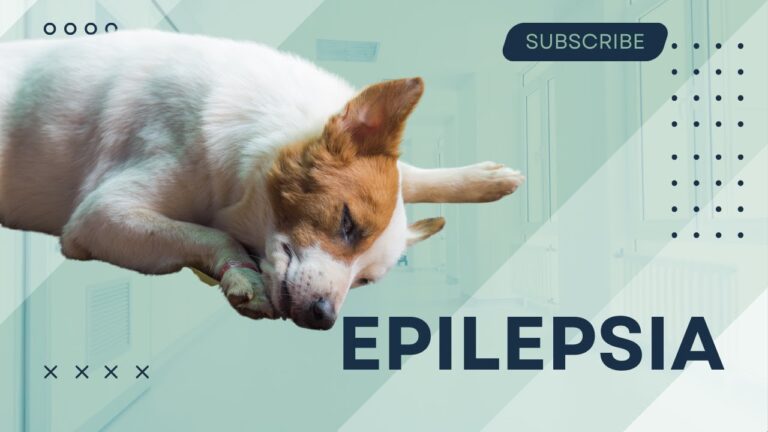 Signos de Convulsiones en Mascotas: Identificaci&oacute;n y Acci&oacute;n R&aacute;pida