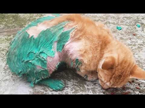 Derechos Vulnerados en el Abandono Animal