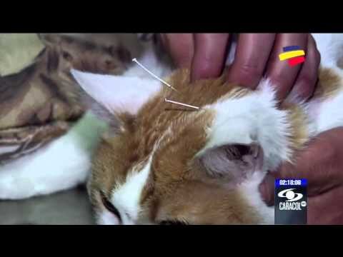 Beneficios de la Acupuntura en Terapias Alternativas para Gatos