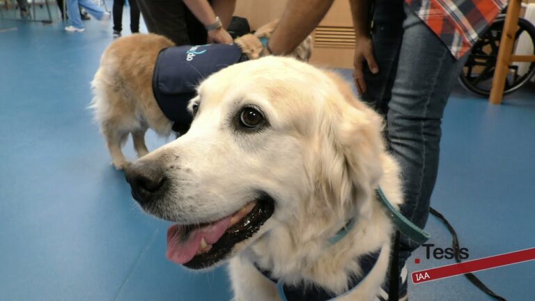 Bienestar Animal y &Eacute;tica en Veterinaria Paliativa