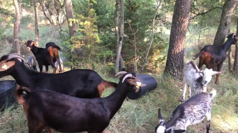 Herramientas Esenciales para el Manejo Eficiente de Cabras en la Granja