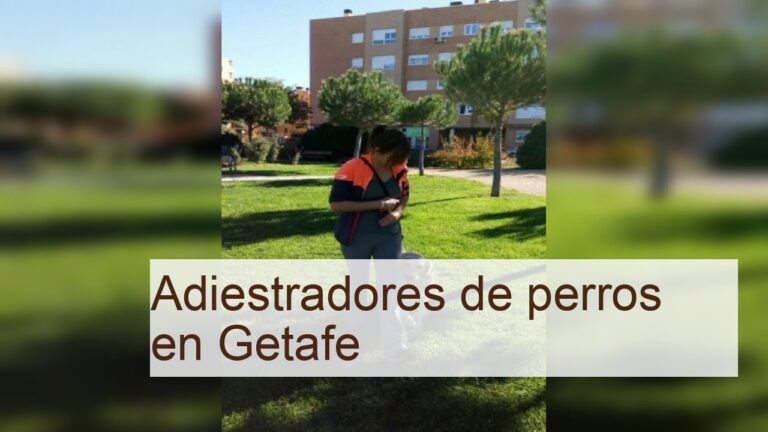 Consejos Pr&aacute;cticos para la Adopci&oacute;n y Socializaci&oacute;n de Mascotas