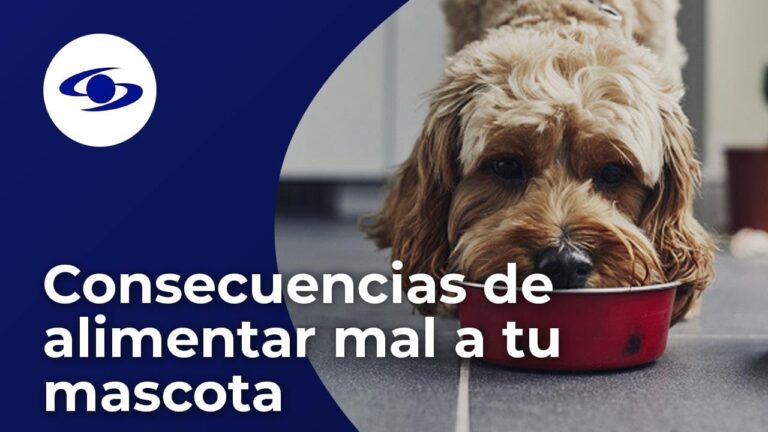 Consecuencias de la Mala Nutrici&oacute;n Animal