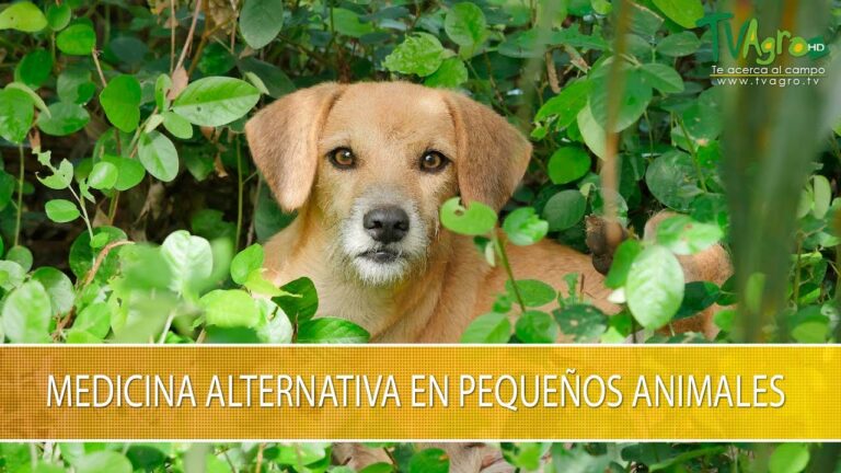 Expertos en Terapias Alternativas para la Salud Animal