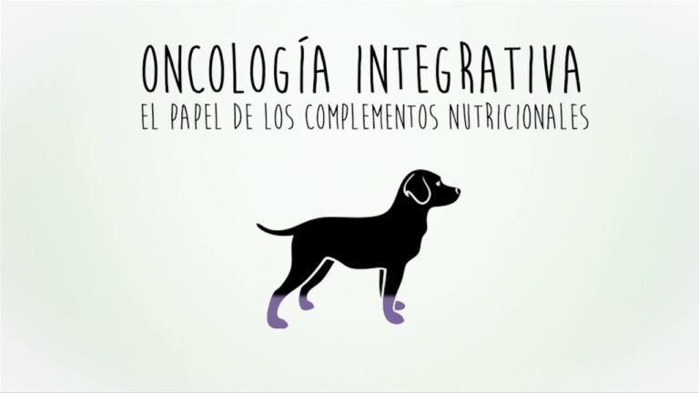 Cuidados Veterinarios Integrales para Mascotas con C&aacute;ncer