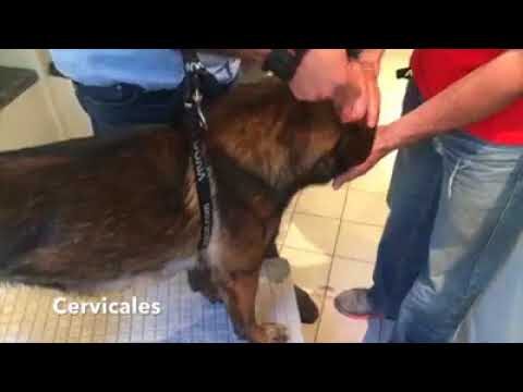 Terapias Holísticas Efectivas para Perros con Osteopatía