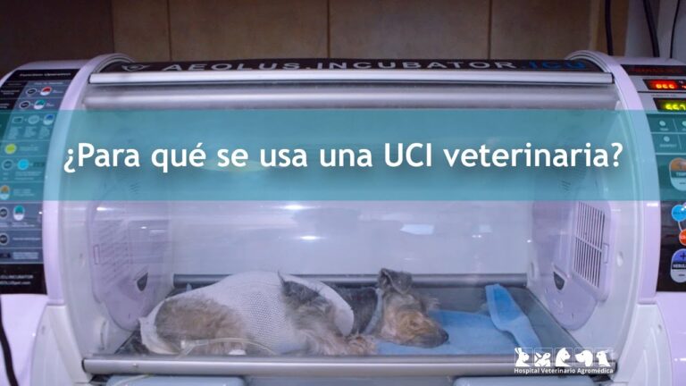 Signos de Fiebre en Mascotas que Exigen Atenci&oacute;n Veterinaria Urgente