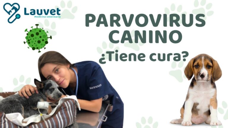 Prevenci&oacute;n y Tratamiento Efectivo del Parvovirus en Mascotas