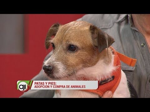 Gu&iacute;a para una Adopci&oacute;n Consciente de Animales