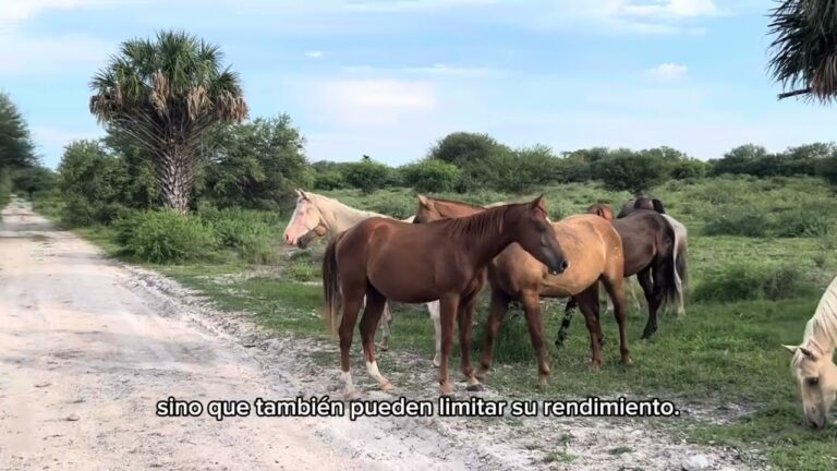 Atenci&oacute;n Veterinaria Integral para Caballos en Rehabilitaci&oacute;n