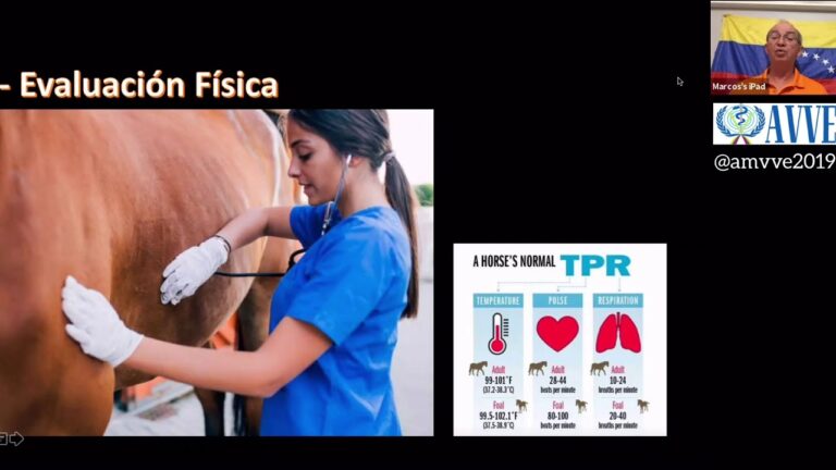 Síntomas de Obstrucción Intestinal en Equinos