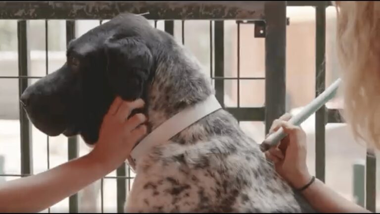 Beneficios de las Terapias Alternativas Veterinarias para Mascotas