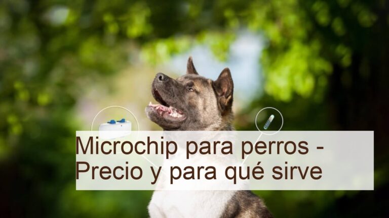 Ventajas de la Identificaci&oacute;n Permanente en Mascotas