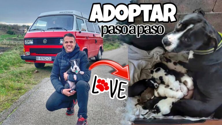 Consejos Esenciales para el Proceso de Adopci&oacute;n de Animales